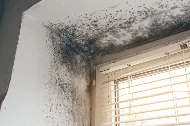 Affordable Commercial Mold Remediation solutions in Payneville, KY